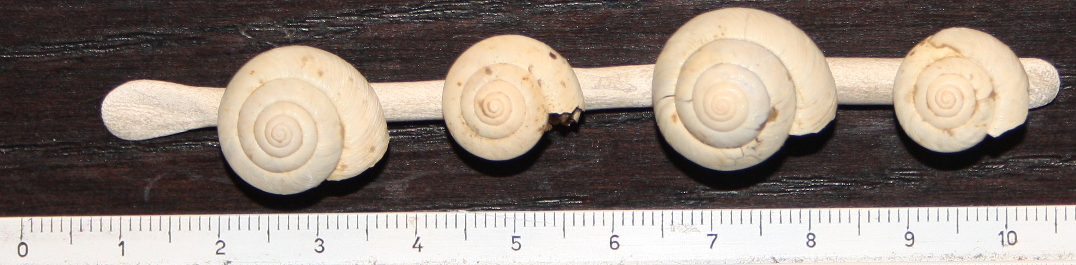 Hygromiidae da identificare